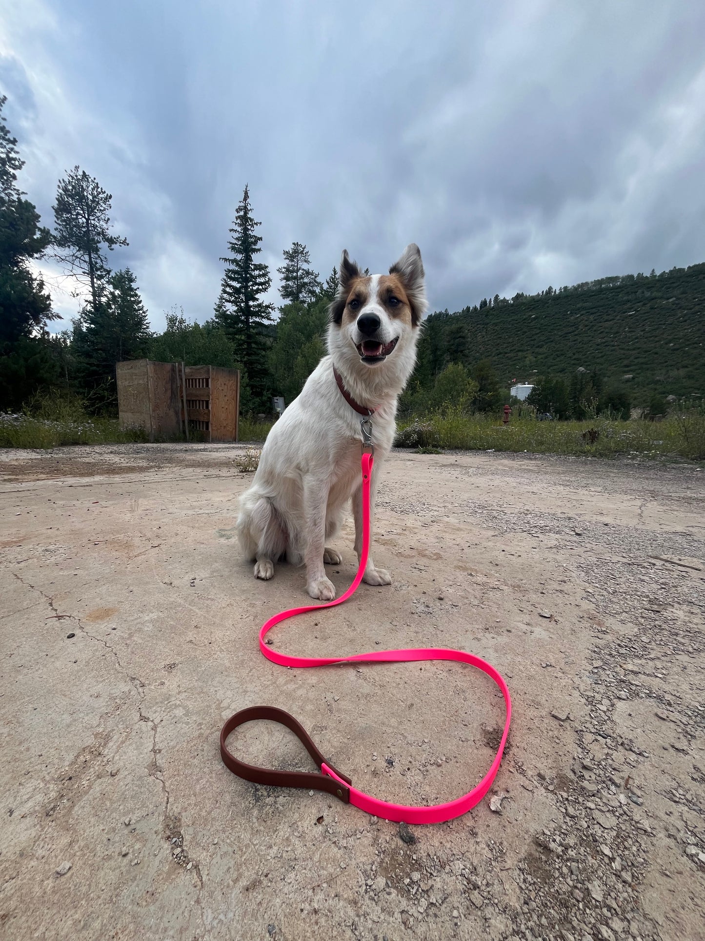Biothane Leashes